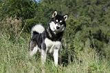 ALASKAN MALAMUTE 340